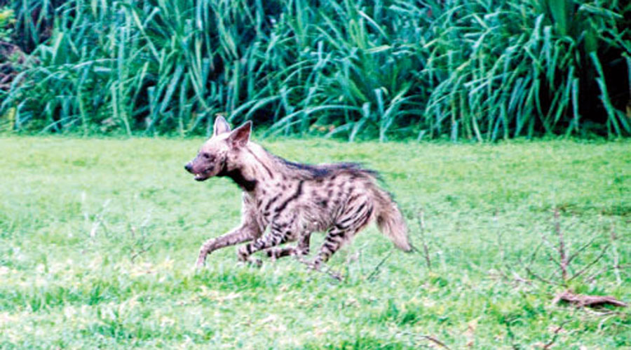Hyenas are found in the semi-arid and dry fringe forests of Purulia, West Midnapore and Jhargram in Bengal. 