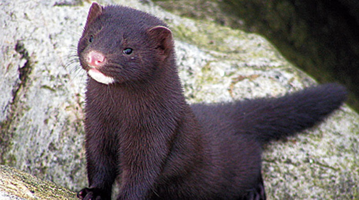 The culling of minks on a farm where they are raised for their fur might not come as a surprise to many. 