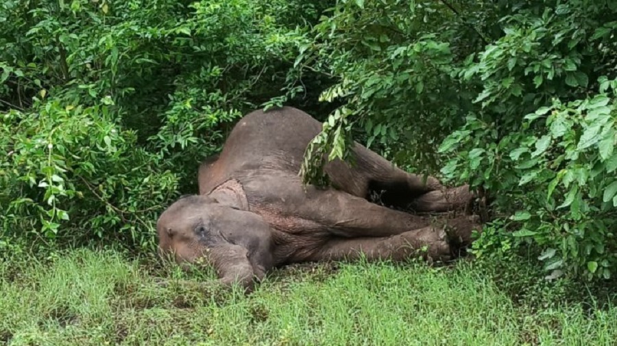 The dead elephant, discovered on July 14 at Palamau Tiger Reserve