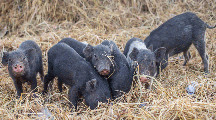Strict restrictions have been imposed in Assam to contain ASF, which has so far affected 20,000 pig farmers in 422 villages across 14 districts, killing 17,118 pigs. 
