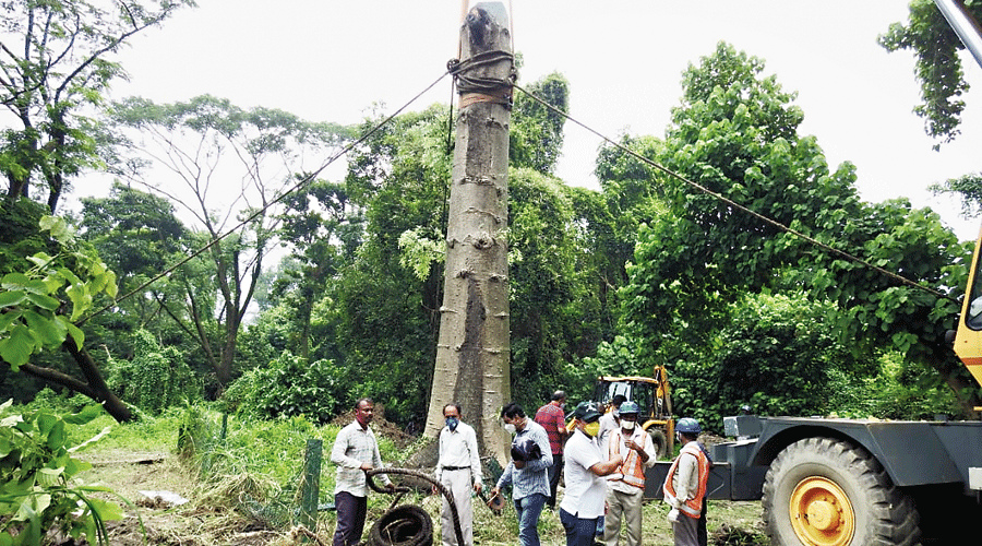 The Baobab tree uprooted by Cyclone Amphan being replanted at the Indian Botanic Garden in Shibpur on Tuesday