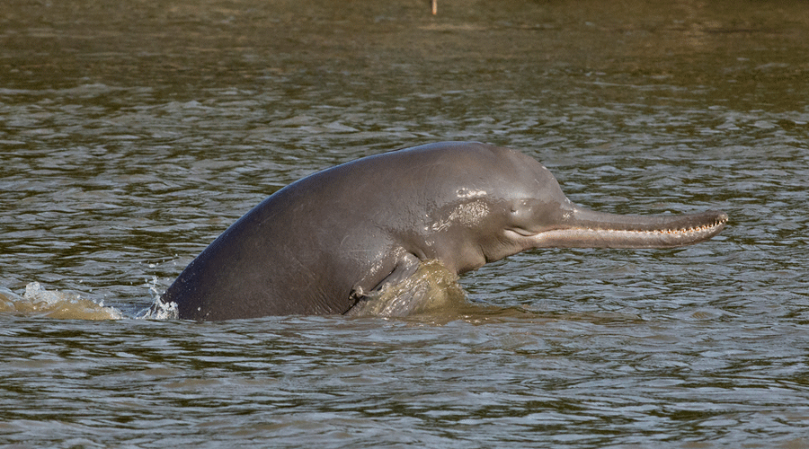 Dolphins often get trapped in fishing nets when they rise to the surface to get enough air to breathe.