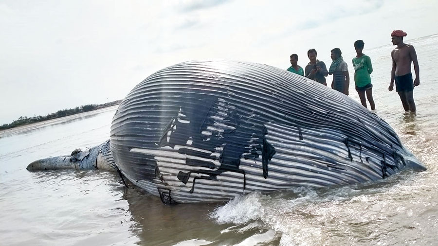 Stranded whale calf pushed back into the sea after 40 hours in ...