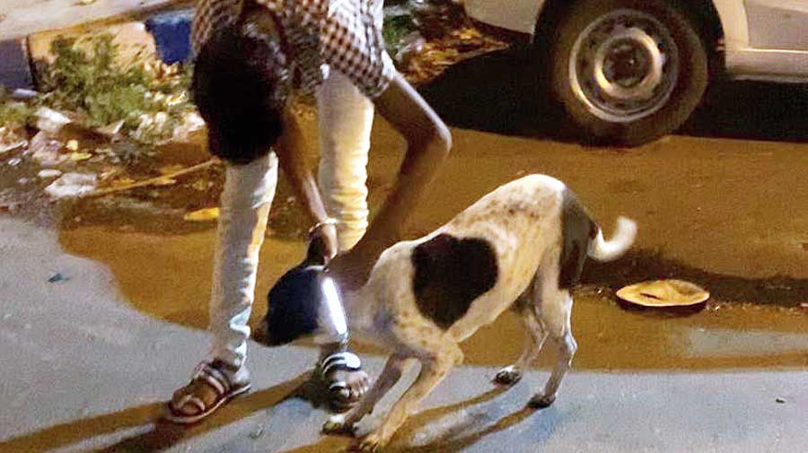 Reflective collars being put on a stray dog on Canal Road near Ultadanga.