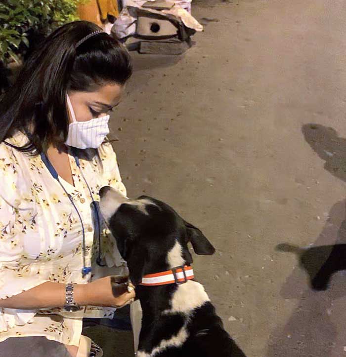 reflective collars for stray dogs