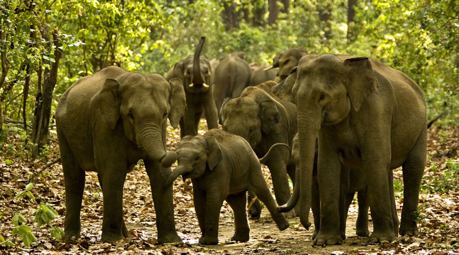 Elephants in Jalpaiguri area