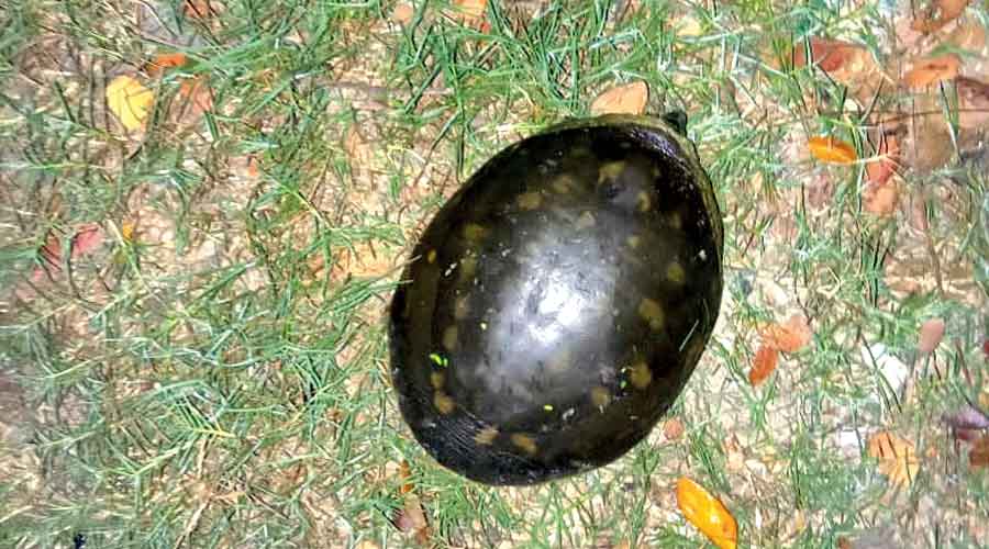 The turtle that was rescued