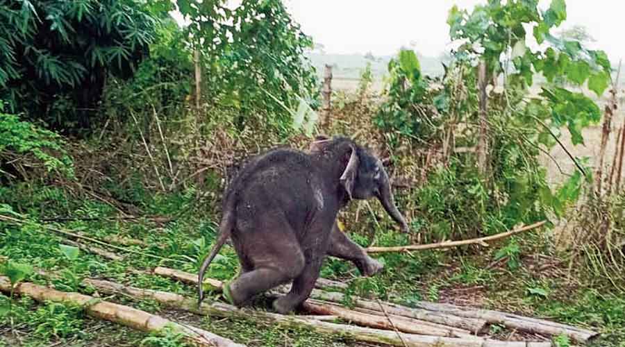 The elephant calf at Bamandanga-Tondu tea estate in Nagrakata block of Jalpaiguri on Monday