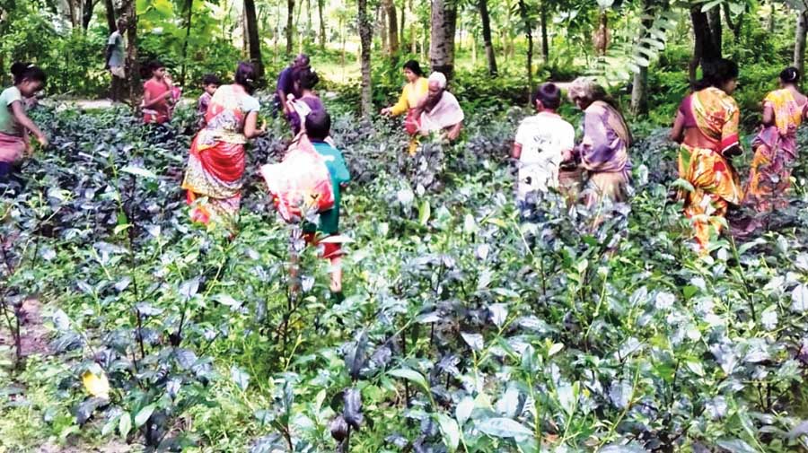 Women pluck tealeaves at the plantation in the village under Dinhata subdivision, Cooch Behar.