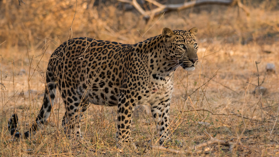 Suicide - Leopard dead, hind leg missing - Telegraph India