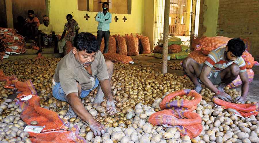 Potato prices have leapt 107 per cent year-on-year