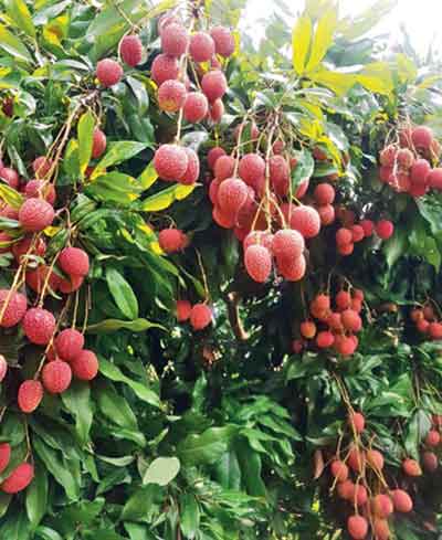 Some of the best lychees, sweetest mangoes and plump cherries are found in Sanjeevani Organics farms, Kumaon, in summer