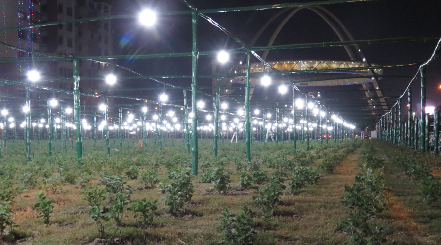 The illuminated bed of chrysanthemum plants after the LED lights were switched on Saturday evening.