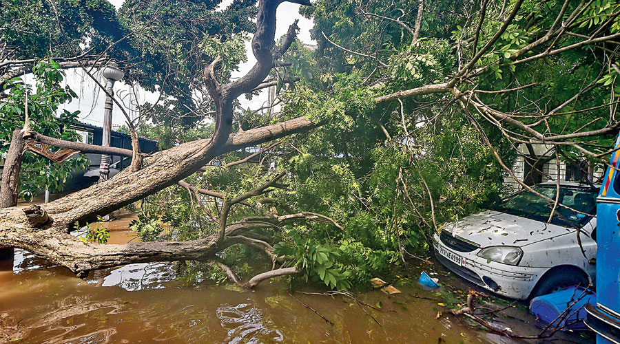 Cyclonic storm Nivar kills 3 in Tamil Nadu, wrecks trees