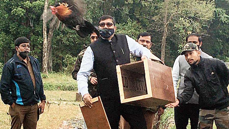 One of the kalij pheasants being released into the forest. 