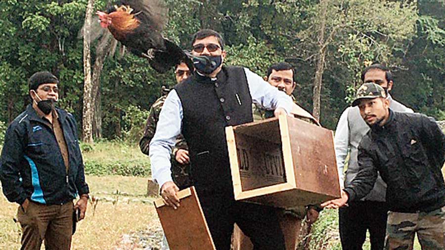 One of the kalij pheasants being released into the forest.