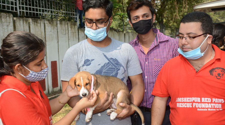Alok Sikandh (in grey t-shirt) accepts a stray puppy for adoption at the camp organised by Red Paws Rescue Foundation at C.H. Area in Jamshedpur on Sunday. 