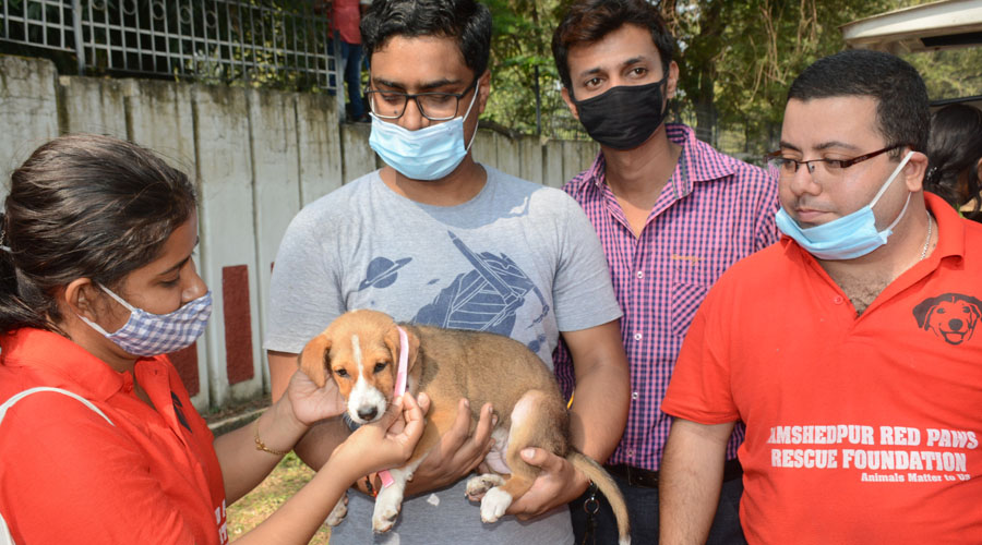 Jamshedpur Red Paws Foundation Holds Pet Adoption Camp Telegraph India