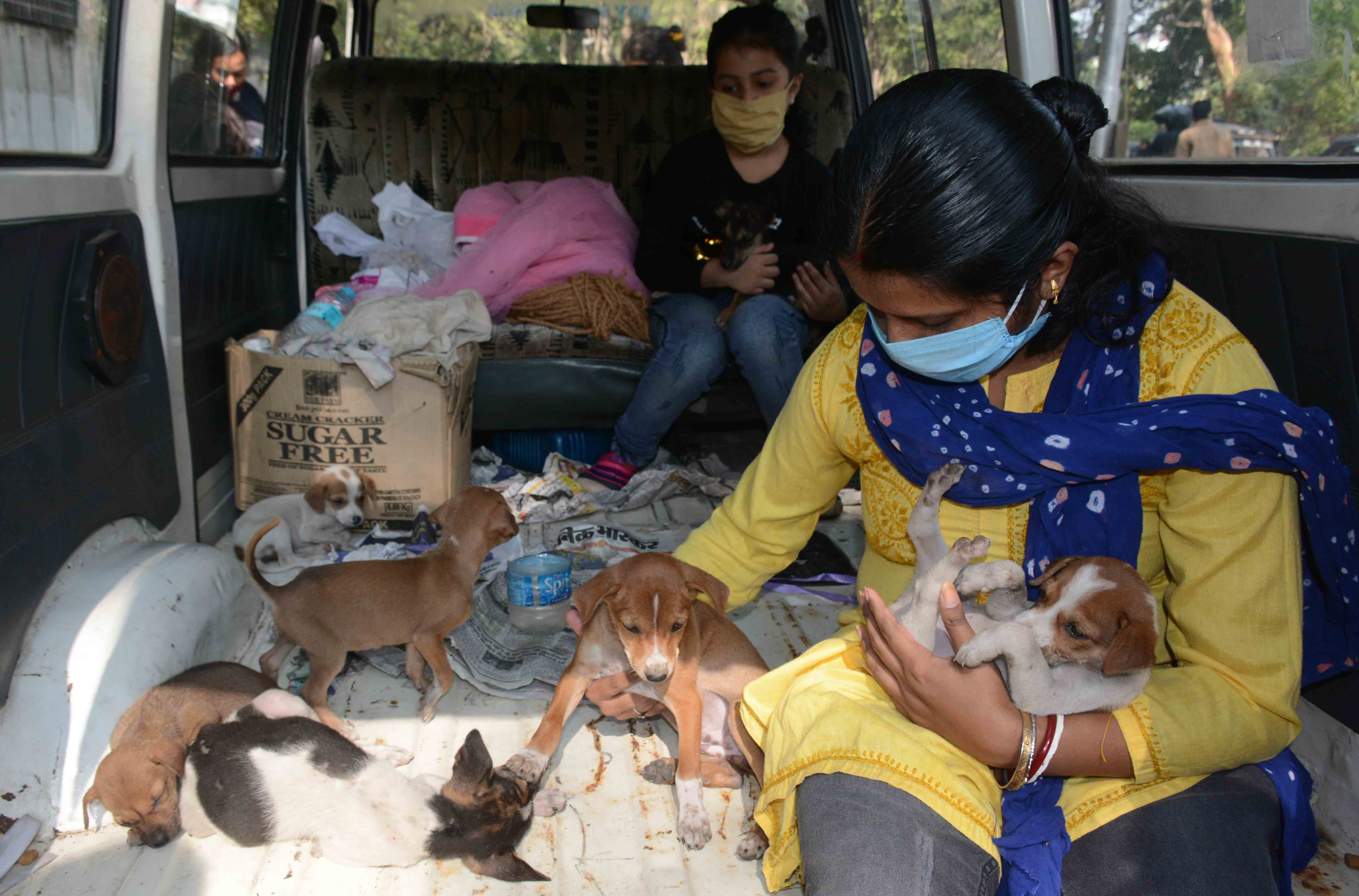 Stray pups that were up for adoption at C.H. Area in Jamshedpur on Sunday. 