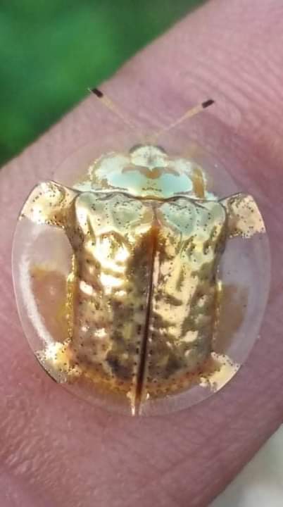 Golden Tortoise beetel in Canary Hill.
