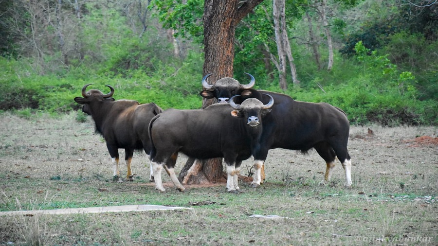 Bisons at Betla National Park.