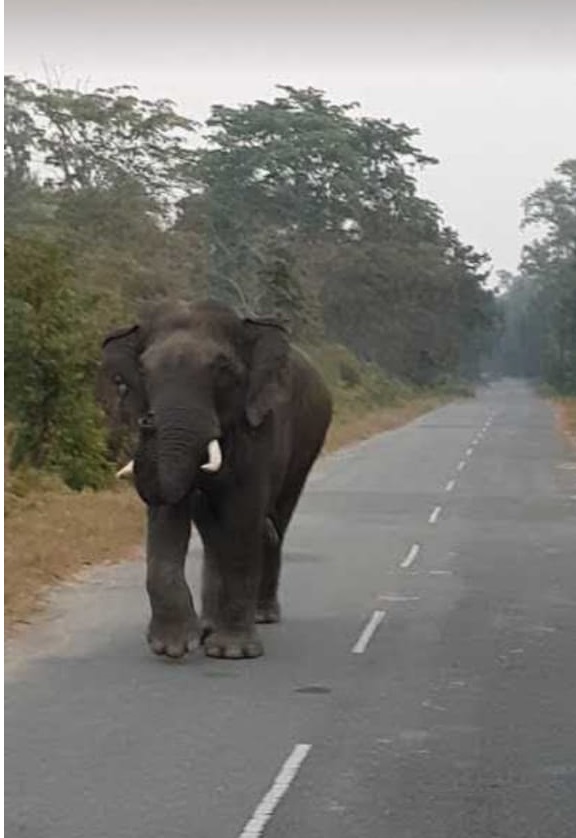 A tusker at the Chandil forest range on Wednesday.