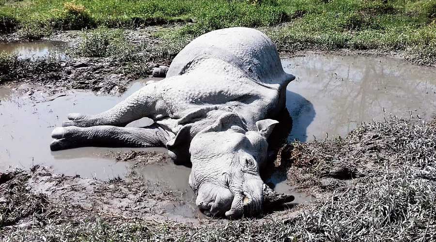 The carcass of the adult male rhino on the fringes of the Gorumara National Park in Jalpaiguri on Wednesday.  