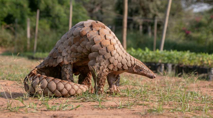 The Indian pangolin species has been listed as  “endangered” by the International Union of Conservation of Nature. 