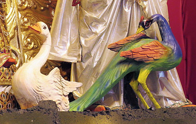 What’s the peacock telling the swan?