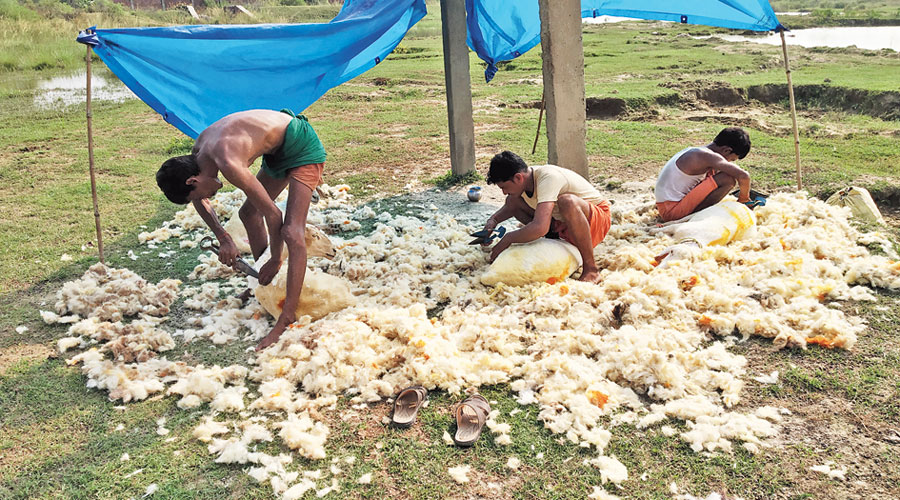 Shepherds shear their sheep in Nalanda district