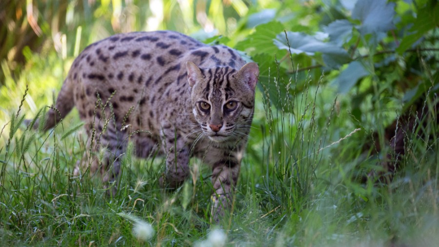 Bengal’s state animal: Fishing cat