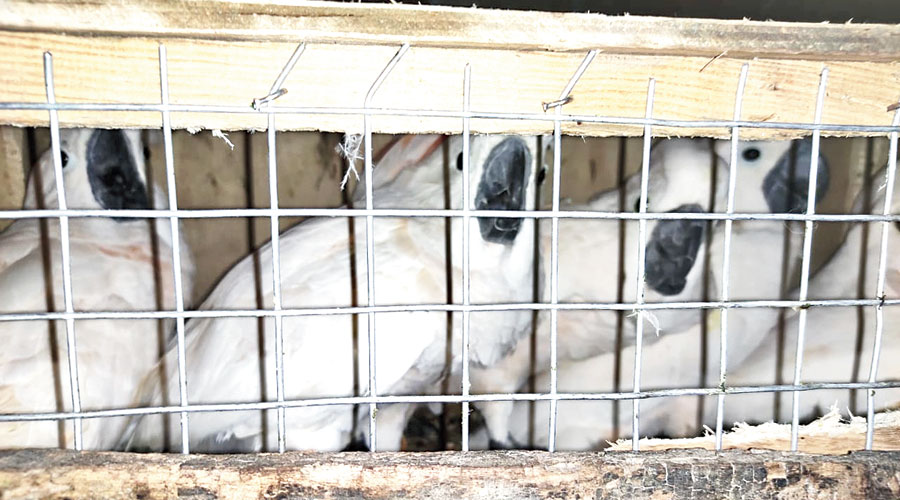 white cockatoo price in kolkata