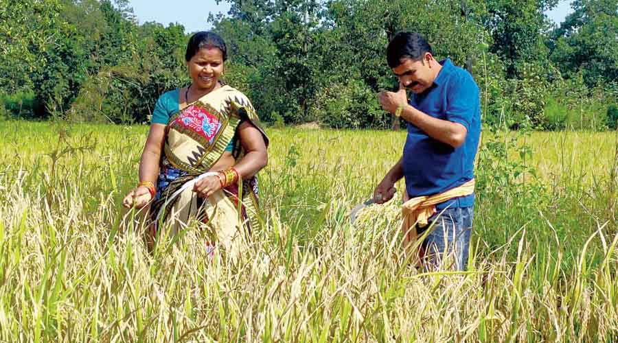Nityananda Gond | Odisha MLA, wife harvest paddy on festive break -  Telegraph India