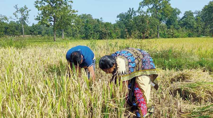 Both busy harvesting paddy and making bundles of the harvested crop