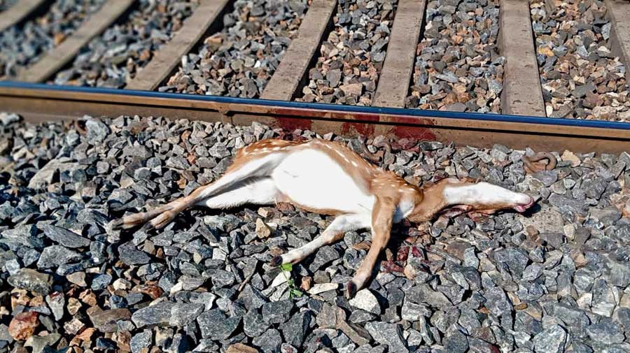 train-accident - Deer run over by train in tiger park in Jharkhand -  Telegraph India