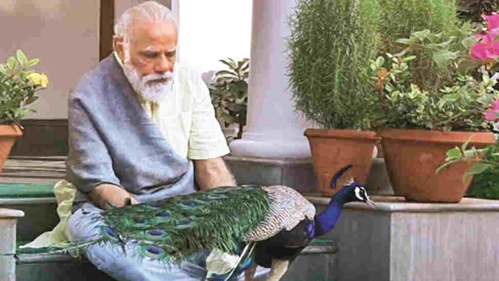 Modi feeding peacocks at his residence.