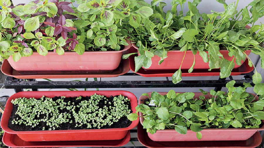 Get Started With Your Kitchen Garden With These Tips Telegraph India