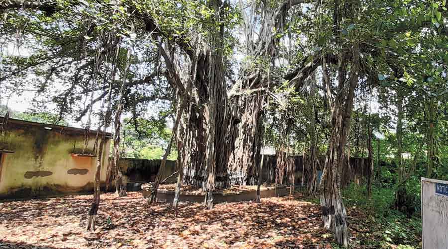 Old classrooms and a banyan tree from Pranab Mukherjee’s time as a student at Suri Vidyasagar College. 