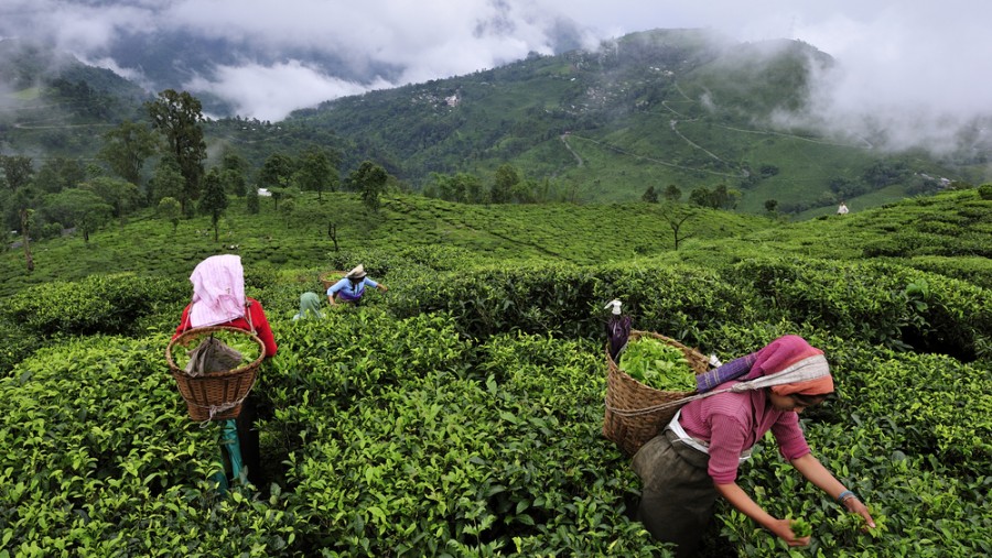 Over the past couple of weeks, the Trinamul union tried to reach out to the tea belt population in the hills and started flagging some of the key issues related to workers.
