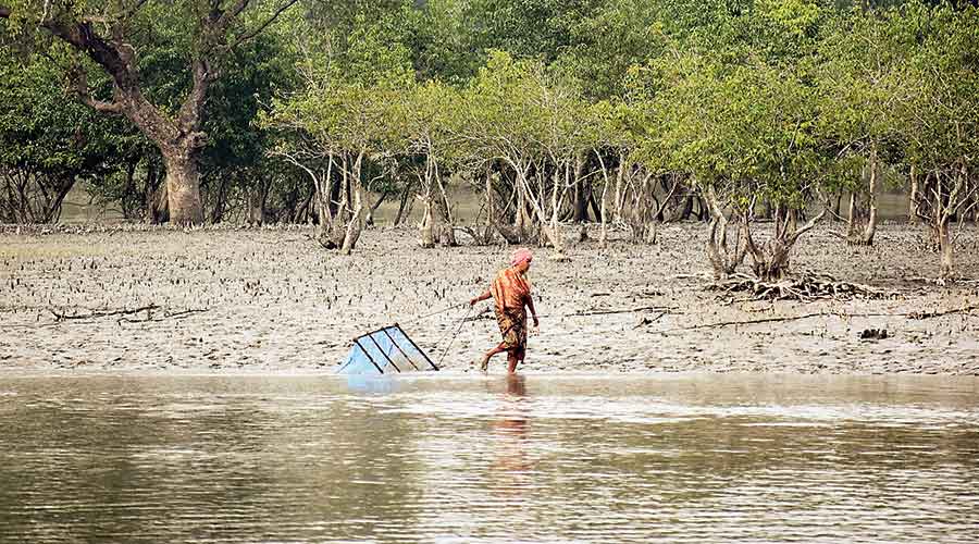 A woman catches fish in a Sunderban creek.  