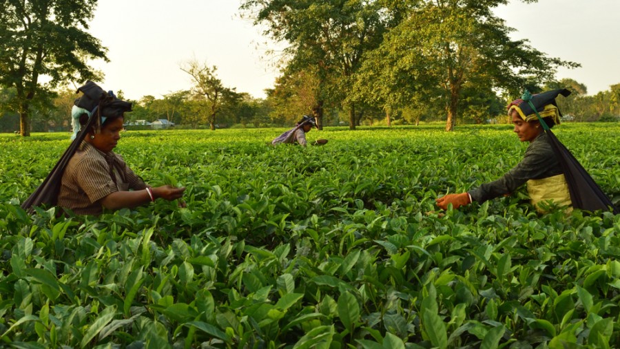 December meet on tea pay hike- two-day meeting would look into the demands of the staff and sub-staff. 