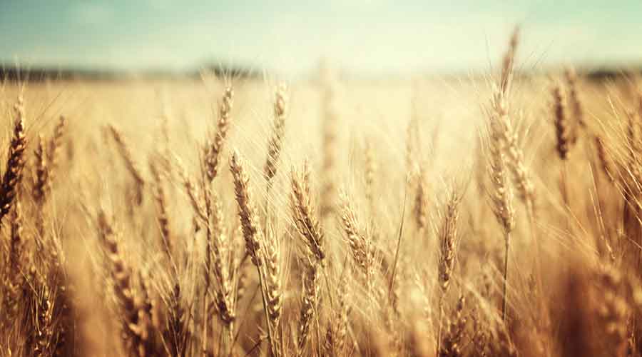  'Reconsider' wheat exports ban