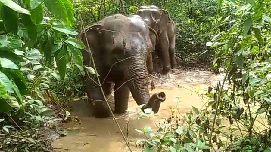 Elephants in Chandil forest range earlier this week. 