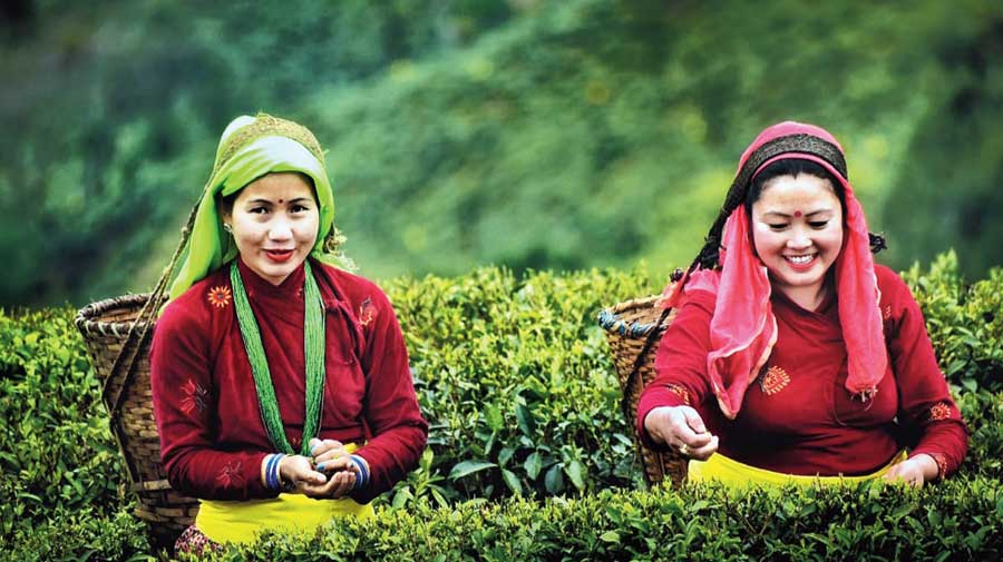 darjeeling-small-tea-growers-woes-kalimpong-news