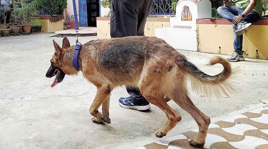 A sniffer dog at the house of the couple
