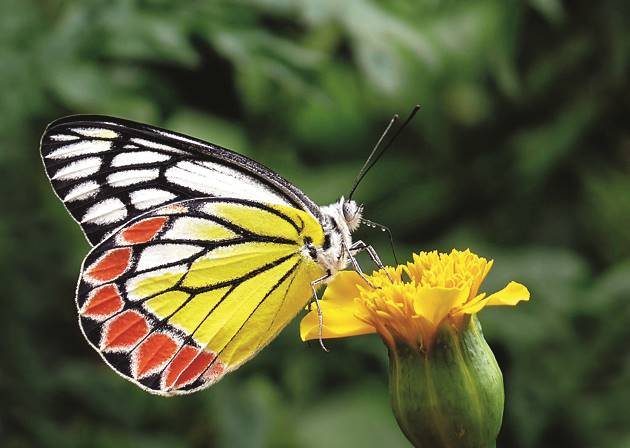 Common Jezebel