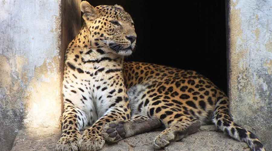    Leopard caged in Haldibari tea estate : The big cat had mauled a garden worker a couple of days back