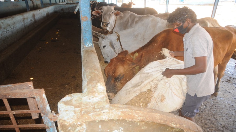 ranchi - Virus causing skin disease infecting cattle in Palamau - Telegraph  India