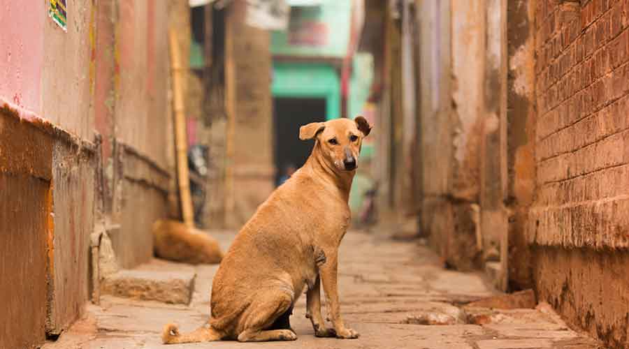 Stray-animals: Latest Articles, Videos & Photos of Stray-animals- Telegraph  India