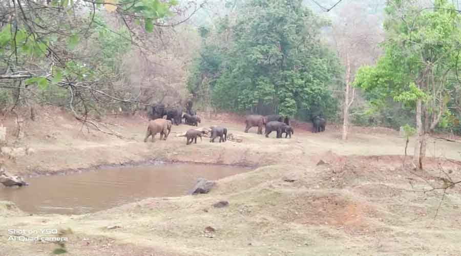 Elephant calves with a herd near Chotka Bandh inside Dalma wildlife sanctuary on Wednesday. 